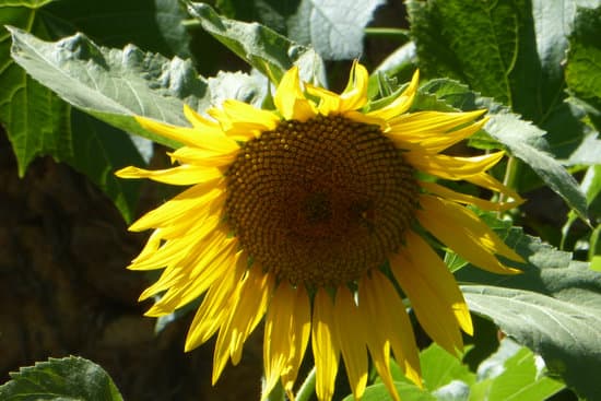 Soigner son référencement naturel, être visible sur le Web