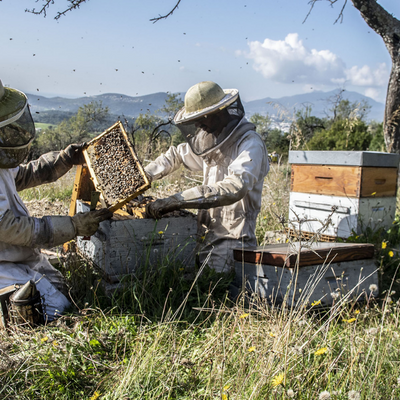Savoir-faire-apiculteur